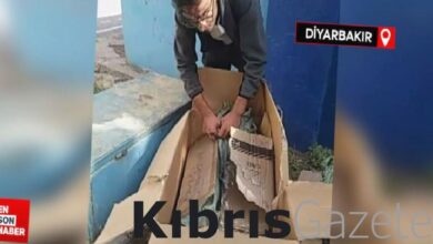 Diyarbakır'da poşetlediği kedileri parka bırakan gence tepki 2 diyarbakirda posetledigi kedileri parka birakan gence tepki z88Nh4ri