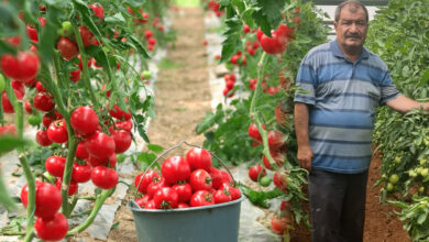 domatesin kilo fiyati 40 tlyi gecmemeli k6xPeLkC