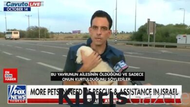 Gazze'de öldürülen çocukları görmeyen FOX köpekler bombalardan korkuyor haberi yaptı 5 gazzede oldurulen cocuklari gormeyen fox kopekler bombalardan korkuyor haberi yapti tV8MWc92