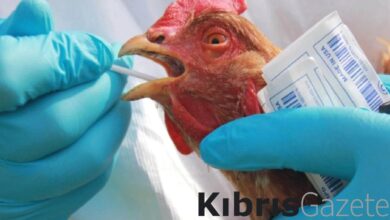 Kanatlı virüs aktifleşti! 25 yıllık kabus sıçramaya başladı 2 kanatli virus aktiflesti 25 yillik kabus sicramaya basladi z6JJkKw4