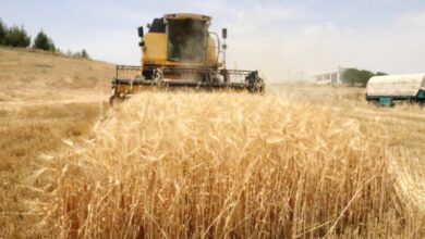 Üreticiye ödeme müjdesi 2 ureticiye odeme mujdesi vNhCKkvx