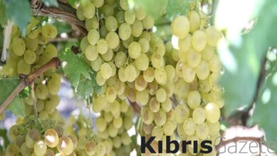 uzum cekirdeklerini yutun bu hastaliklari unutun QmWnChx4