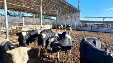 10 bas kasaplik tosun kapali zarf yontemi ile satilacak kxenk4hA