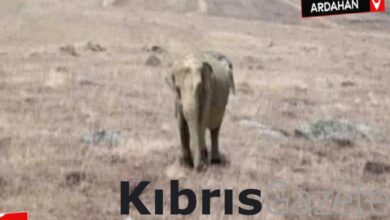 Ardahan’da fil alarmı: Jandarma arazide fil arıyor 6 ardahanda fil alarmi jandarma arazide fil ariyor U5MdrUpS