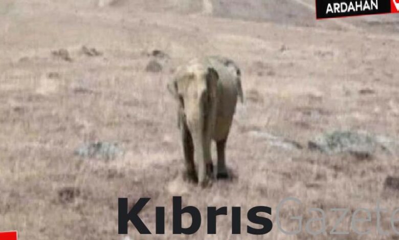 ardahanda fil alarmi jandarma arazide fil ariyor U5MdrUpS