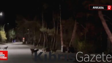 basibos kopekler ankara soguksu milli parkinda ayiya saldirdi 7hLDSIVQ