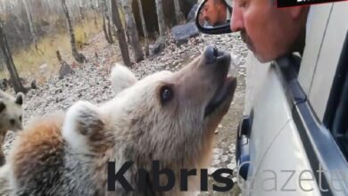 Bitlis'te ağzıyla ayıya şeker yediren vatandaş 4 bitliste agziyla ayiya seker yediren vatandas Bq7dhFEP