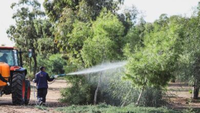İskele Belediyesi’nin çam kese böceğiyle mücadelesi başladı 3 iskele belediyesinin cam kese bocegiyle mucadelesi basladi GTDxQV7X