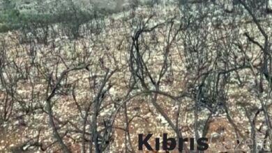 İsrail'in Lübnan'a saldırıları: 40 bin zeytin ağacı yandı 8 israilin lubnana saldirilari 40 bin zeytin agaci yandi nO1IHPbW