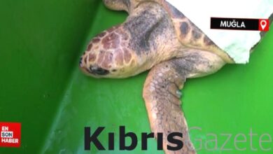 iztuzu sahilinde caretta caretta yuvalari 3 katina cikti swtVxbp1
