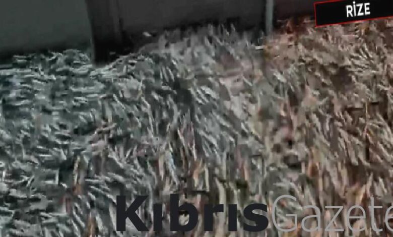 karadenizde hamsi bollugu suruyor fiyatlar 35 tl seviyesinde tWaFn6W2