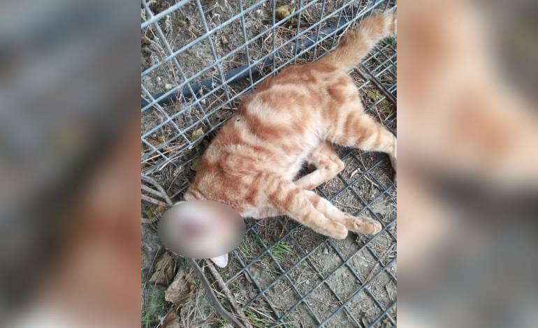 Kediyi vahşice katletti! Yetmedi, sosyal medyada paylaşıp övündü… 1 kediyi vahsice katletti yetmedi sosyal medyada paylasip ovundu n77RNipF