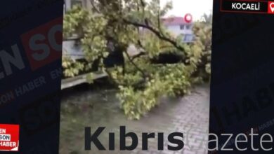 kocaelide siddetli ruzgar agaci kokunden soktu yxwmLXPB