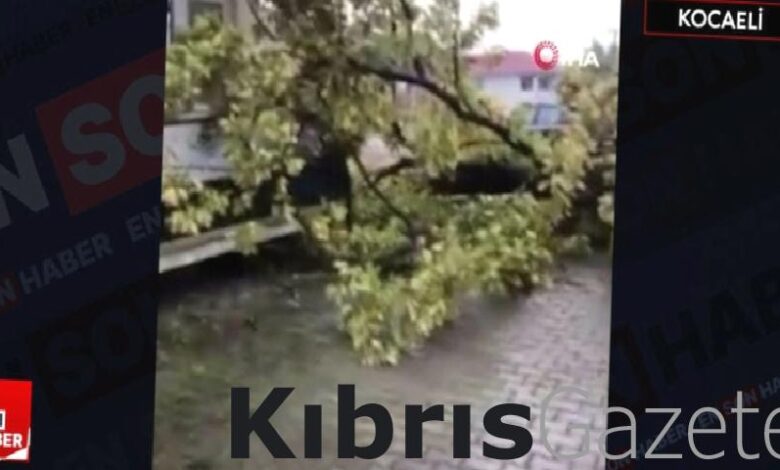 Kocaeli'de şiddetli rüzgar ağacı kökünden söktü 1 kocaelide siddetli ruzgar agaci kokunden soktu yxwmLXPB