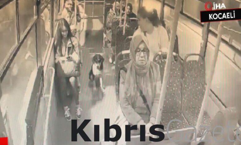 kocaelide sokak kopeginin otobuste yolculuk yaptigi anlar 1wFuLgWl