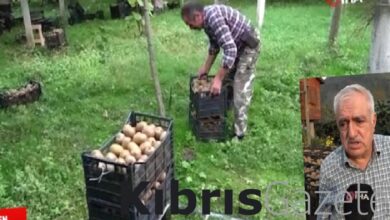 ordu kivisi 100 milyon tl gelir saglayacak KwdSir8P