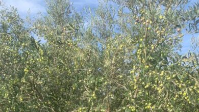 pasakoyde zeytin bahcesindeki urunler kapali zarf usuluyle satilacak KQSFx3KJ