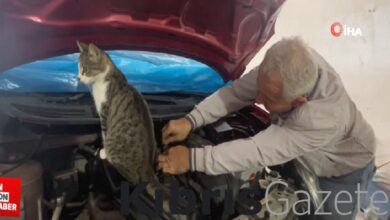 sevimli kedi nazli oto tamirine olan merakiyla gorenleri saskina ceviriyor m467Qtlw