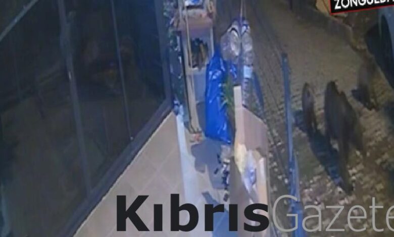 zonguldakta koylere inen ayilar korkutuyor z9xzp5Nb