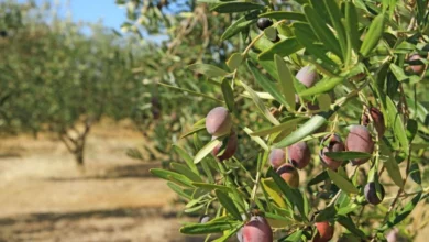 17 yasindaki genc zeytin toplamak icin ciktigi agactan dustu esMJDQBs