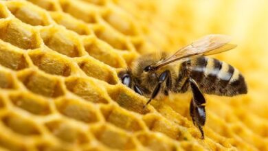 Arıcılar Birliği: Kimyasal ilaçlara toptan karşıyız ve her türlü mücadeleyi yapmaya kararlıyız 4 aricilar birligi kimyasal ilaclara toptan karsiyiz ve her turlu mucadeleyi yapmaya kararliyiz tMN18bY4