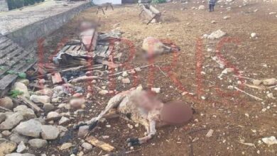Başıboş köpekler 3 kuzuyu telef etti… 2 basibos kopekler 3 kuzuyu telef etti T6ndCRFc