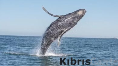 Bilim insanları, bir balina ile 20 dakika boyunca konuştu 4 bilim insanlari bir balina ile 20 dakika boyunca konustu NGREwCv8