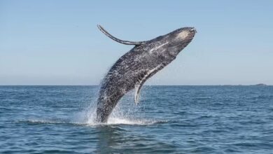 bilim insanlari bir balina ile 20 dakika boyunca konustu dcWzBk4v