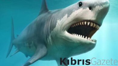 bilim insanlari soyu tukenmis yaratigin dogal ortaminda dunyanin ilk korunmus megalodon disini kesfetti 7ZtHjjT2