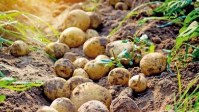 doludan zarar goren sonbahar patates ureticilerinden itiraz alinacak mYhgh5P7