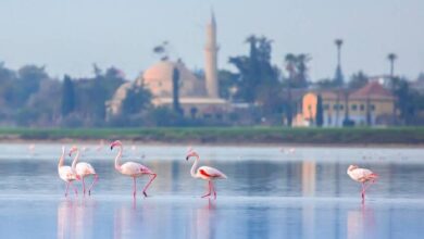 Flamingolar Larnaka Tuz Gölü’nde görsel şölen oluşturuyor 1 flamingolar larnaka tuz golunde gorsel solen olusturuyor EbZcJmdI
