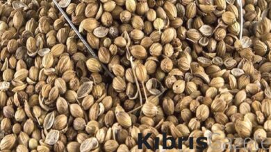 gunde 1 tatli kasigi tuketin cinsel gucunuz arsa cikacak TL4tq1Fy