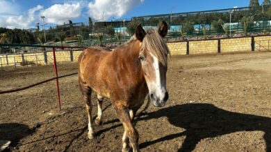 Hem eğlence, hem spor son zamanların gözde sporu at biniciliği 2 hem eglence hem spor son zamanlarin gozde sporu at biniciligi 8uSLy7KP