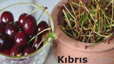 Herkesin çöpe attığı kiraz sapının faydaları saymakla bitmiyor! Zayıflamak isteyenler buraya... 1 herkesin cope attigi kiraz sapinin faydalari saymakla bitmiyor zayiflamak isteyenler buraya HGQt6Bi1