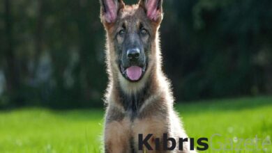 hollandada kopek sahiplenmek zorlastirildi pqgjIb93