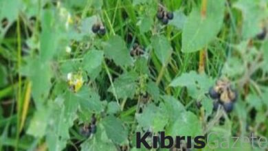 Ispanak diye almayın! Komaya sokuyor 2 ispanak diye almayin komaya sokuyor PHkTiWIG