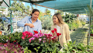 İthal bitkileri kendi üretip dışa satacak 3 ithal bitkileri kendi uretip disa satacak y5fp6EAd