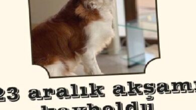kayip araniyor ZXFXQihq