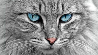 Kedilerin parlak göz renklerinin kökeni bulundu 9 kedilerin parlak goz renklerinin kokeni bulundu cquQLxNh