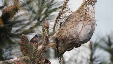 KEMA’dan ‘çam kese böceği’ uyarısı 3 kemadan cam kese bocegi uyarisi w41nzz3t