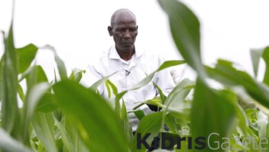 Kenya'dan İsrail'e tarım desteği: 1500 işçi gönderecekler 1 kenyadan israile tarim destegi 1500 isci gonderecekler KFAiYs3A