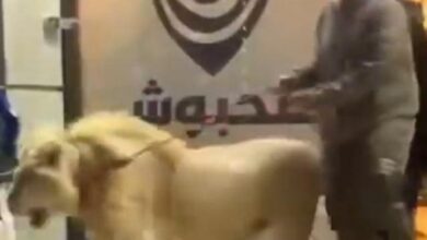 Libya’da AVM’ye aslanıyla geldi! 2 libyada avmye aslaniyla geldi N1bHTRcn