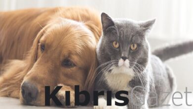 Masum Bir Bakıştan Fazlası: Kediler ve Köpekler Üzgün Olduğumuzu Hissedip Bizi Teselli Etmeye Çalışabilir mi? 2 masum bir bakistan fazlasi kediler ve kopekler uzgun oldugumuzu hissedip bizi teselli etmeye calisabilir Aq9y1D8D