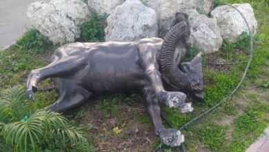 muflon heykeline saldiri karlitas polise gerekli sikayeti yaptik uxG41eee