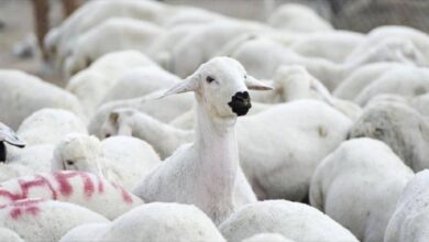 veteriner dairesi mudurlugunden kucukbas hayvan ureticilerine duyuru fkiJp7zr