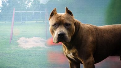 Veteriner Dairesi’nden köpeklere çip uyarısı… 1 veteriner dairesinden kopeklere cip uyarisi Wt8izL4B