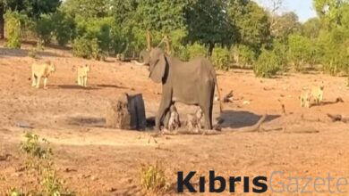 Yavrularını aslanlardan kurtarmak için mücadele veren anne fil 1 yavrularini aslanlardan kurtarmak icin mucadele veren anne fil c94PECyr