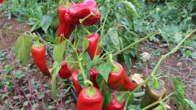 yerli biberde tavsiye disi bitki koruma tespit edildi Za1mKifT