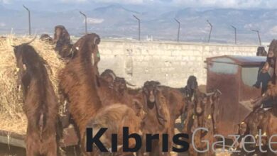 50 bas kasaplik oglak ve 7 bas kasaplik teke satisa sunuldu PKedNhGT