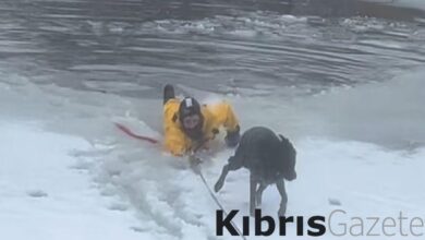 abdde donan golde kopek kurtarma operasyonu VBBBS82W